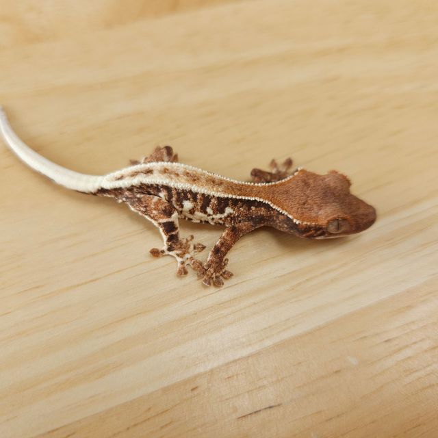 프라푸치노