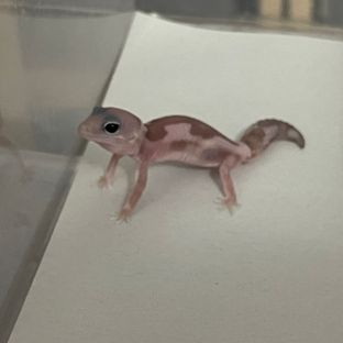 오레오 카라멜 줄루