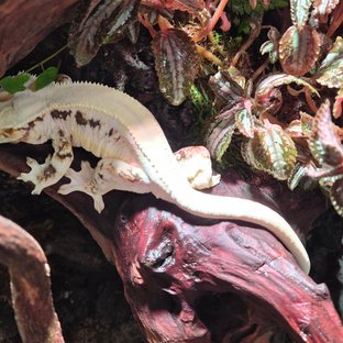 릴리화이트 솔리드백