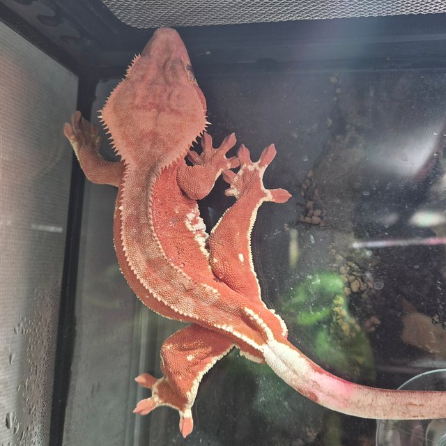 레드 바이 화이트포트홀