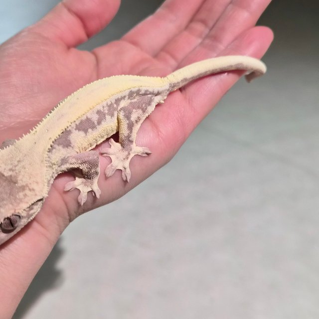 세이블 릴리화이트