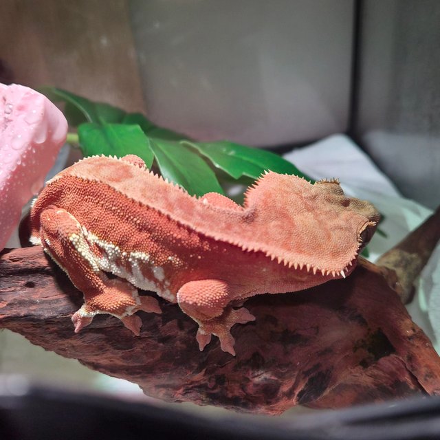 레드 바이 화이트포트홀