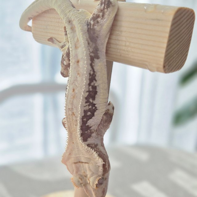 레드 릴리화이트