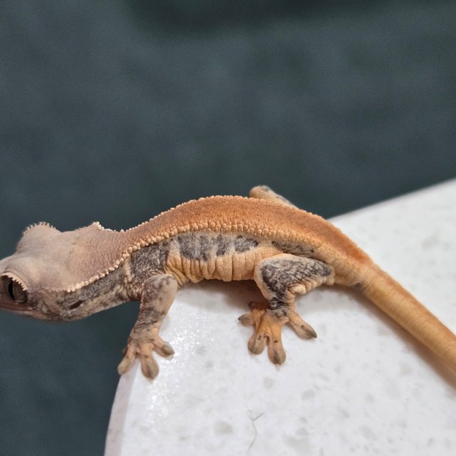 릴리화이트 솔리드백 풀핀