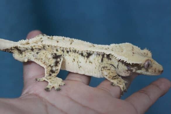 노멀 드리피 화이트스팟