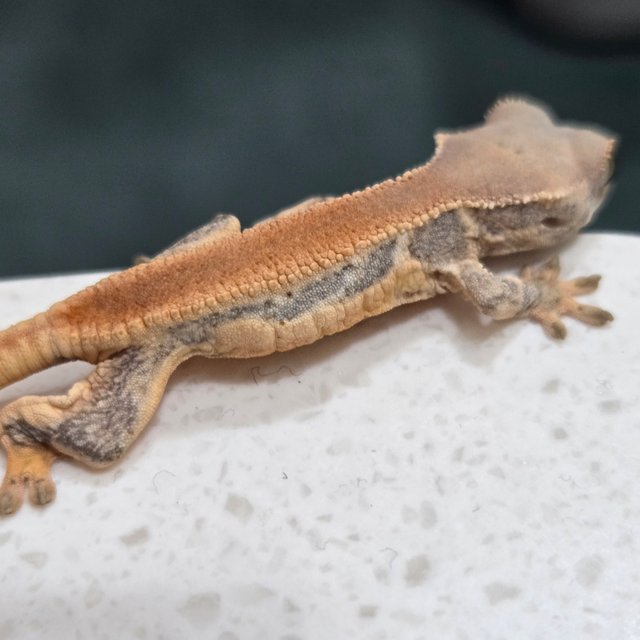 릴리화이트 솔리드백 풀핀