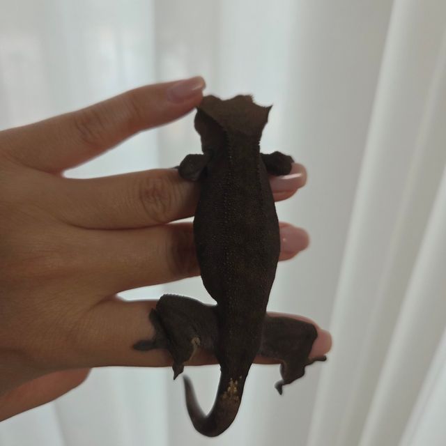 패턴리스 다크 카푸치노