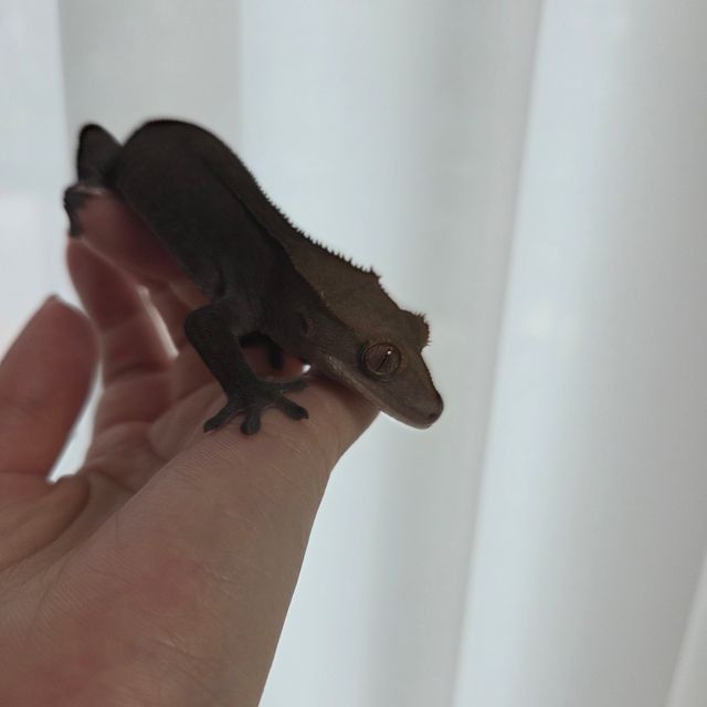 패턴리스 다크 카푸치노