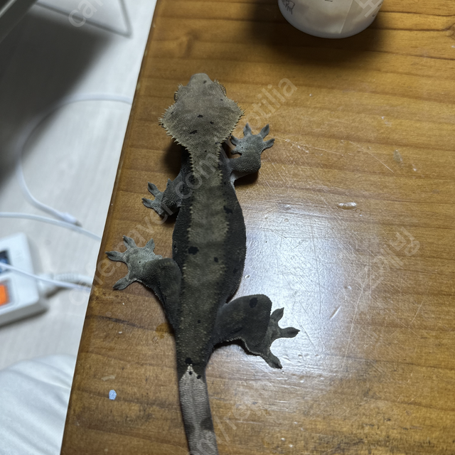 팬텀 다크 블랙 챠콜 바브