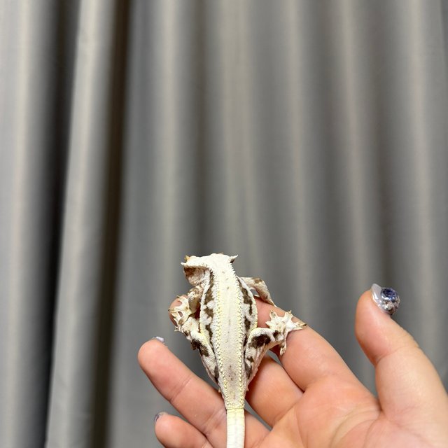 릴리화이트 화이트