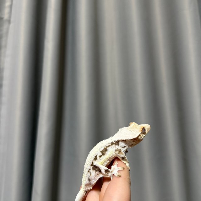 릴리화이트 화이트