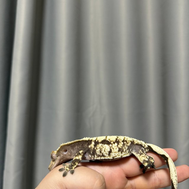 다크 드리피 노멀