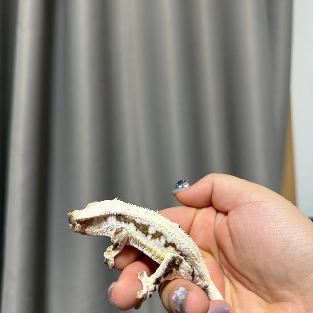 릴리화이트 화이트