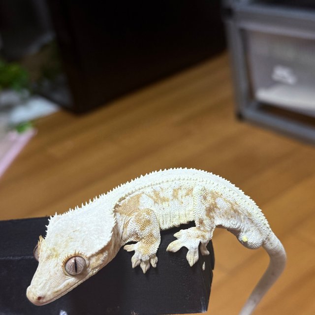 크림 릴리화이트