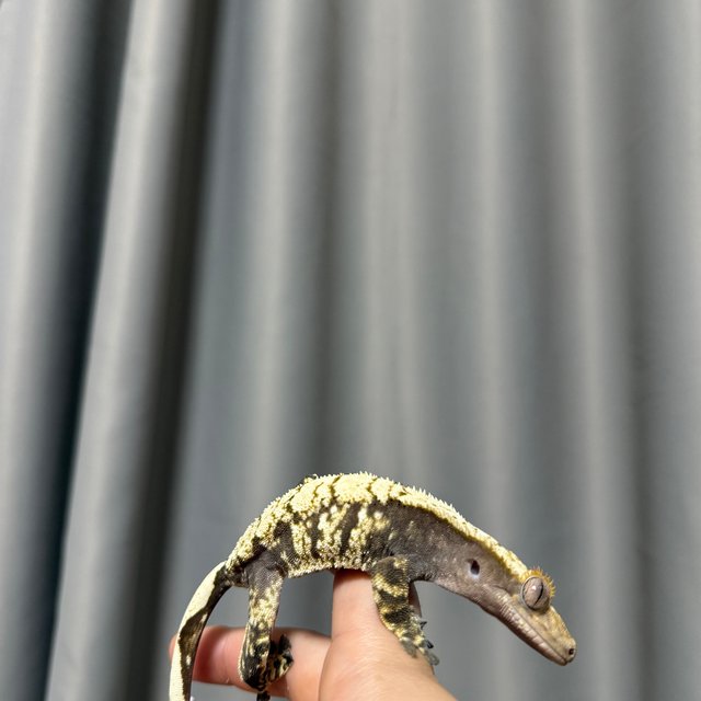 다크 드리피 노멀