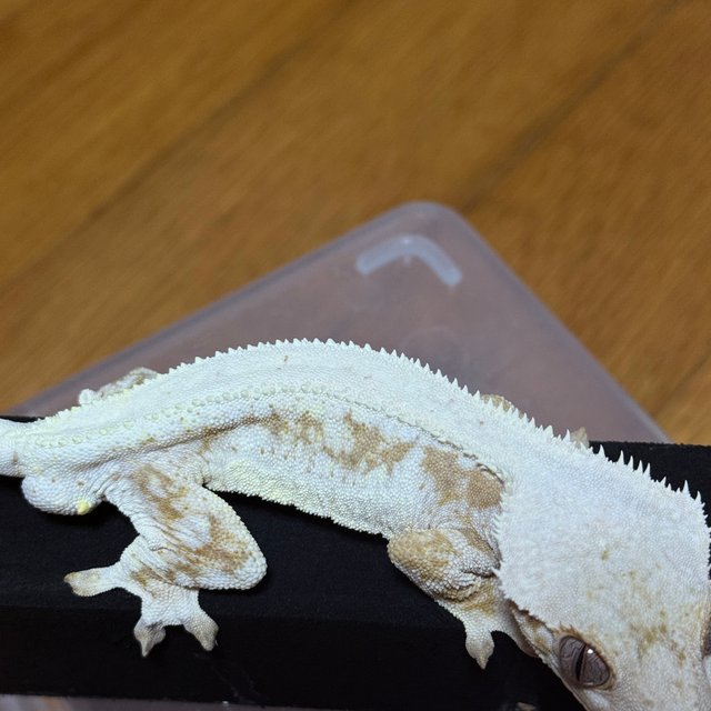 크림 릴리화이트