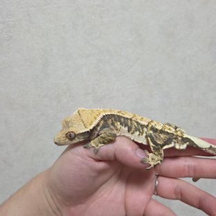 트라이