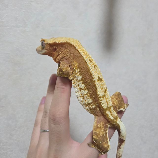 노멀 레드