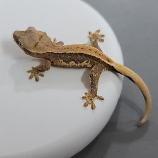 릴리100%헷아잔틱