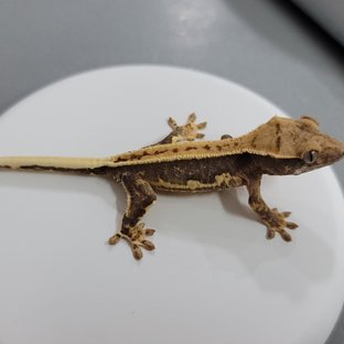 릴리100%헷아잔틱