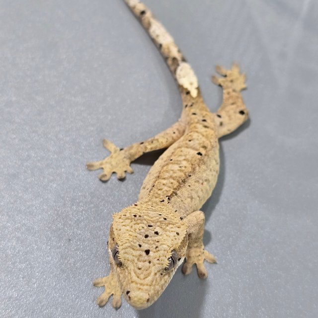 슈퍼달마시안 달마시안