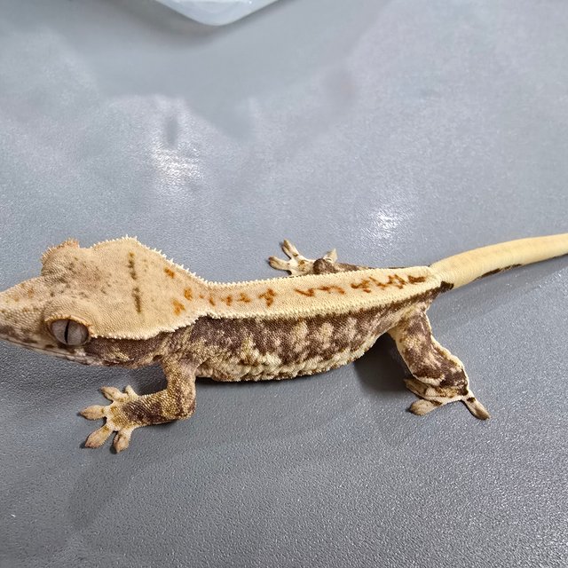 릴리100%헷아잔틱