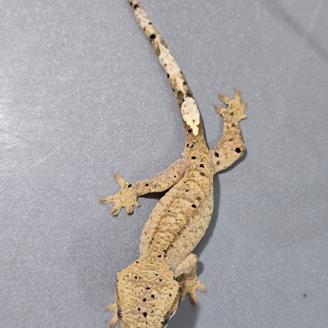 슈퍼달마시안 달마시안