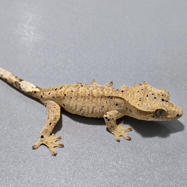 슈퍼달마시안 달마시안