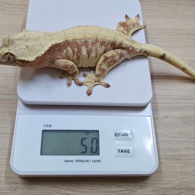 노멀 레드 드리피