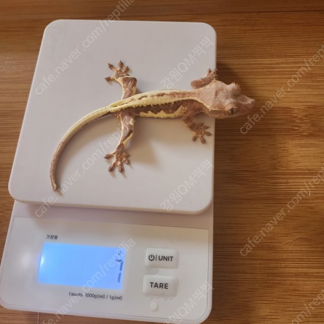 프라푸치노
