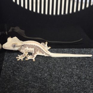 릴리화이트 풀핀