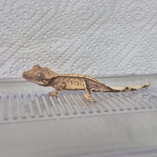 노멀 익스트림할리퀸 트라이