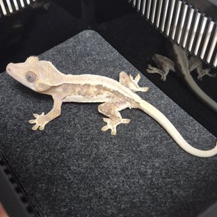 트라이 릴리화이트