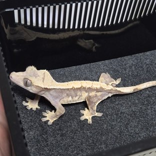 노멀 솔리드백 화이트스팟