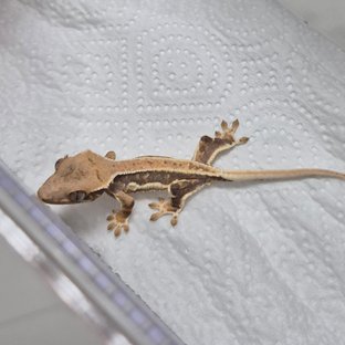 트라이 릴리화이트