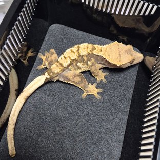 트라이 익스트림할리퀸