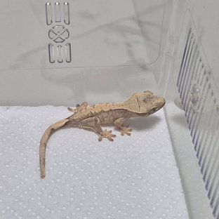 노멀 화이트스팟 드리피 할리퀸