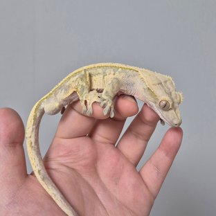 풀핀 쿼드 노멀