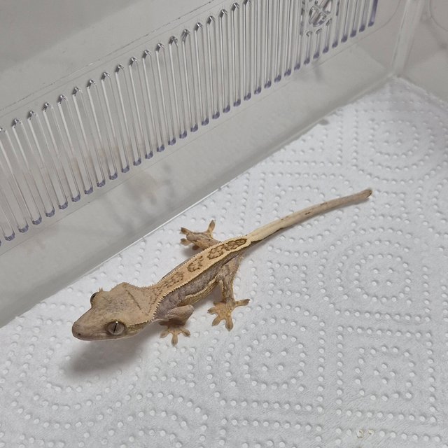 노멀 풀핀 쿼드