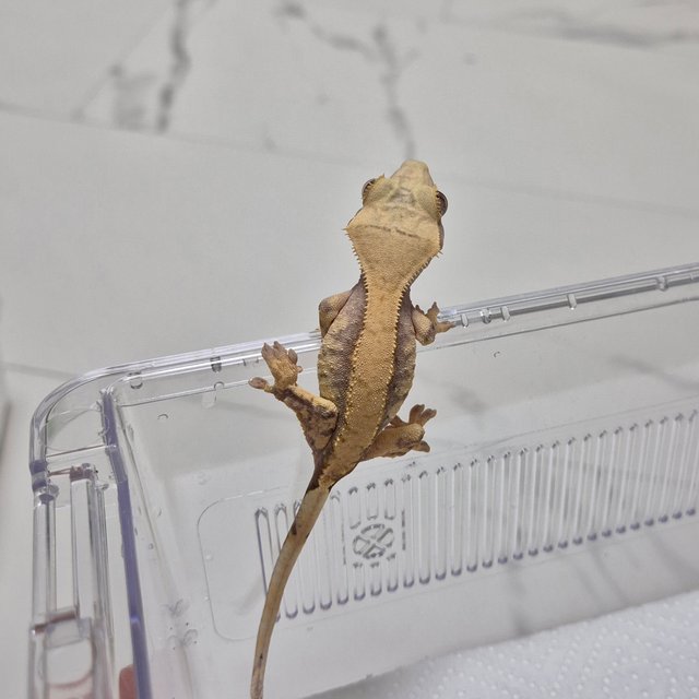 익스트림할리퀸 솔리드백 노멀