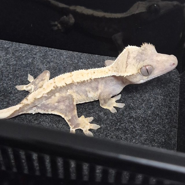 노멀 솔리드백 화이트스팟