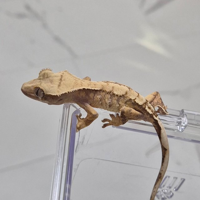 트라이 익스트림할리퀸