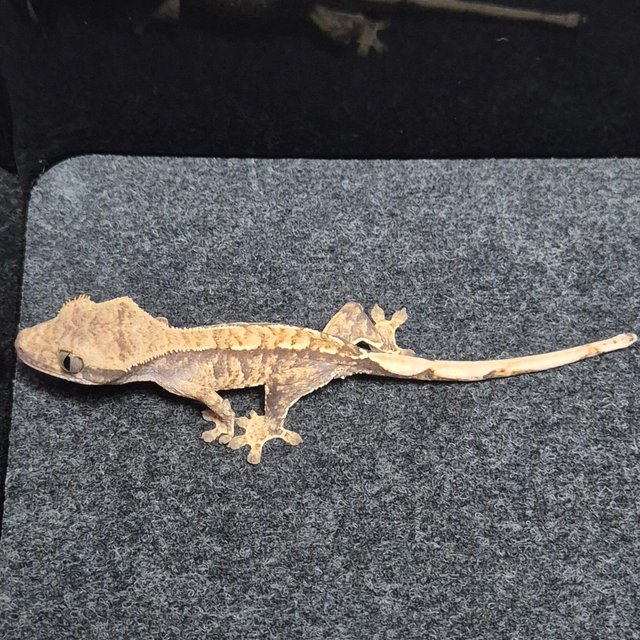 트라이 익스트림할리퀸