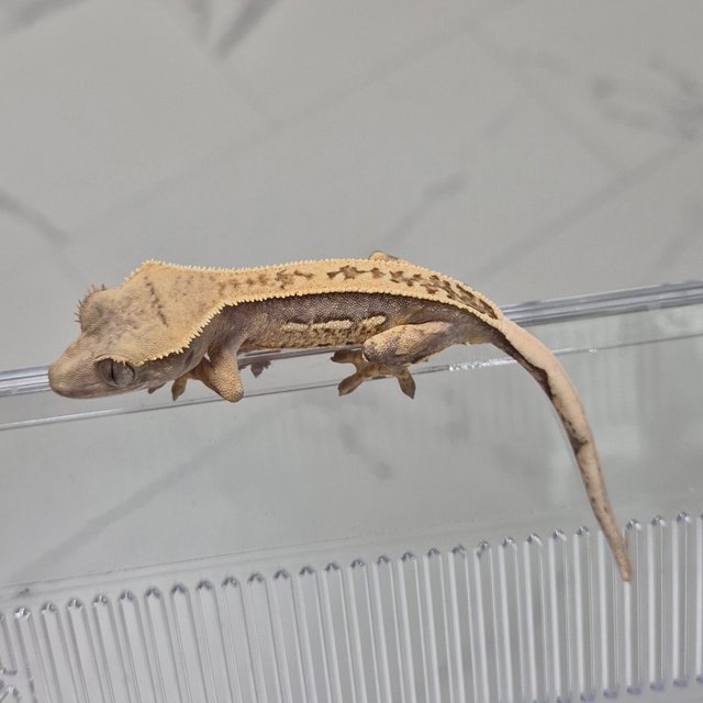 풀핀 쿼드 트라이