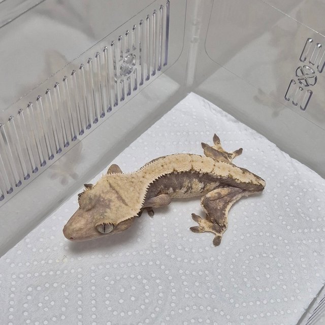 노멀 솔리드백 화이트스팟