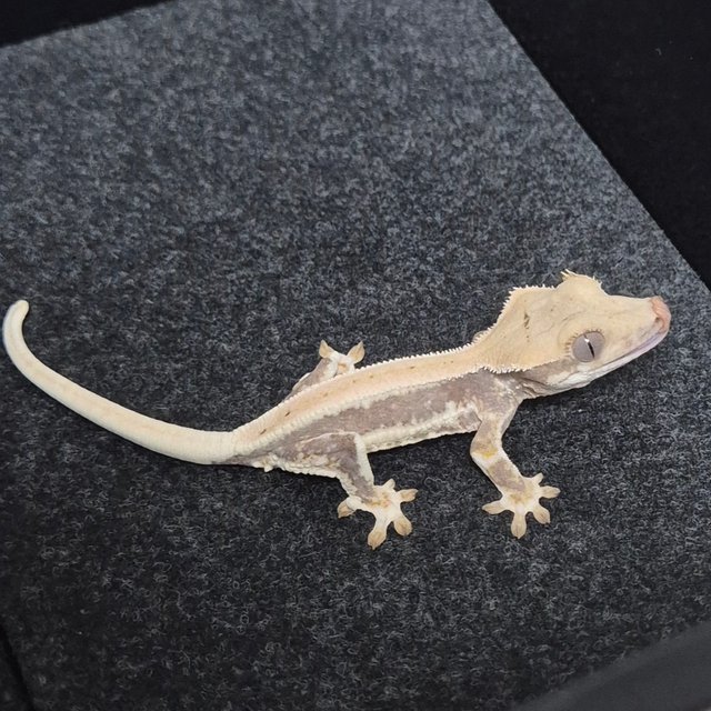 릴리화이트 풀핀