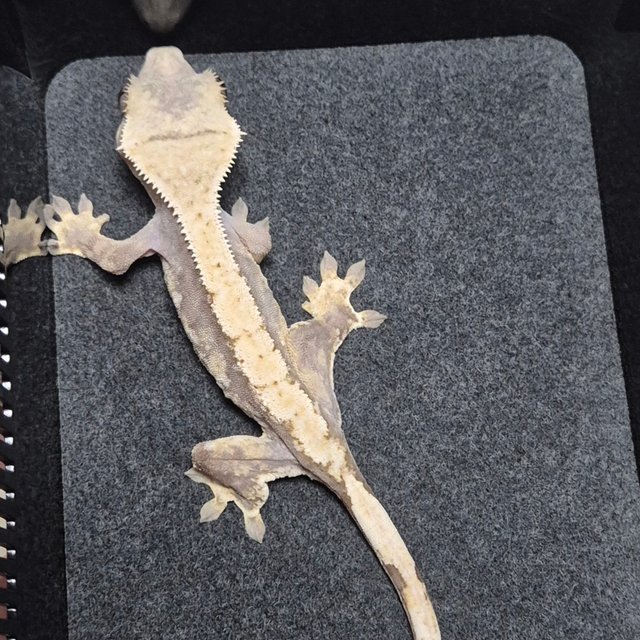 노멀 솔리드백 화이트스팟