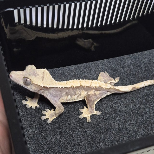 노멀 솔리드백 화이트스팟