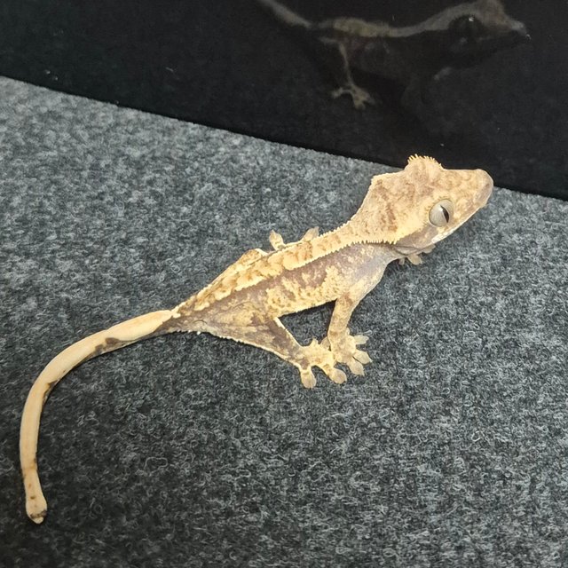 트라이 익스트림할리퀸