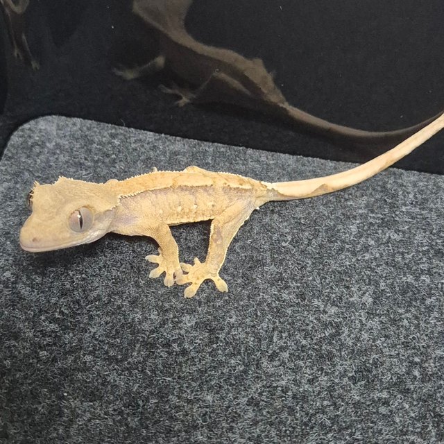 트라이 익스트림할리퀸